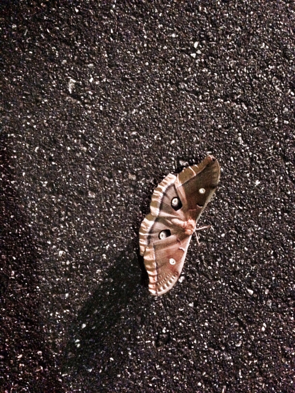 Teacher Moth